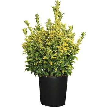 Květináč Brslen japonský FloraSelf Euonymus japonicus 'Elegantissima Aurea' výška 60-80 cm květináč 18 l