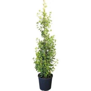 Květináč Jinan dvoulaločný, ginkgo biloba FloraSelf Ginkgo biloba 'Fastigiata Blagon' ® výška 125-150 cm květináč 25 l