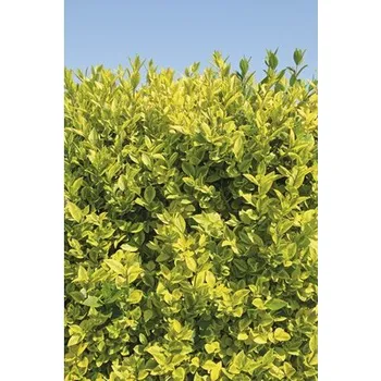 Květináč Ptačí zob vejčitolistý na špalíru FloraSelf Ligustrum ovalifolium 'Aureum' výška 100-110 cm šířka 50 cm květináč 18 l