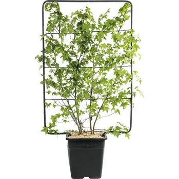 Květináč Ambroň západní na špalíru FloraSelf Liquidambar styraciflua výška cca 120 cm, šířka 80 cm květináč 30 l