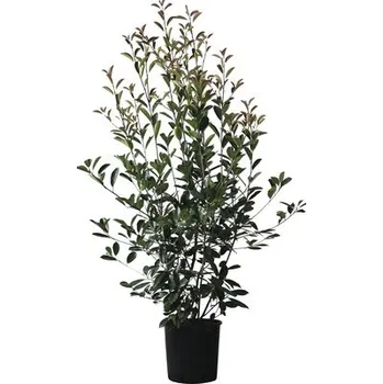 Květináč Blýskalka FloraSelf Photinia fraseri 'Red Robin' výška 125-150 cm květináč 15 l