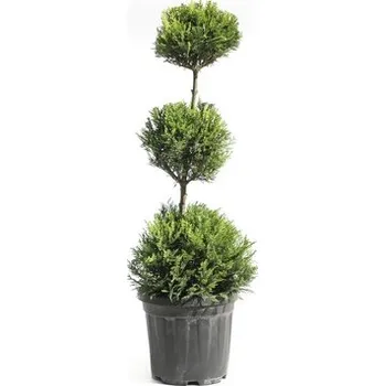 Květináč Cypřišovec Leylandův žlutý 3 koule FloraSelf Cupressocyparis leylandii 'Castlewellan Gold' V 60-80 cm květináč 10 l