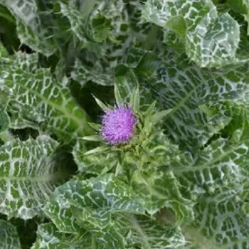 Ostropestřec mariánský - (Silybum marianum) 105C