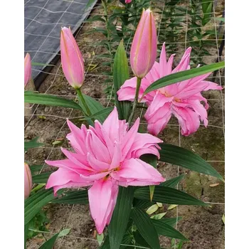 Cibulovina Lilie Diantha 3 ks