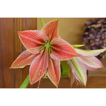 Cibulovina cibulkyzholandska Amarylka Exotic Star 1 ks