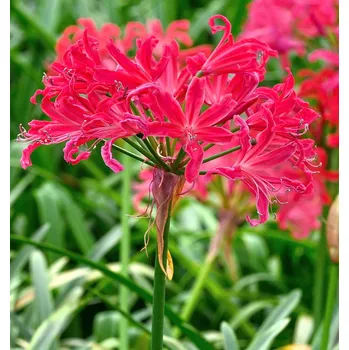 Cibulovina Nerine bowdenii Pearls of Cherry 1 ks