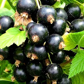 Sazenice RYBÍZ ČERNÝ ´TITANIA´ - stromkový km 60cm