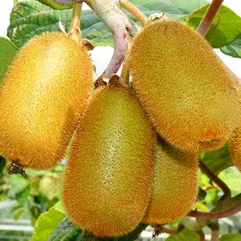 Sazenice KIWI ´JENNY´ SAMOSPRAŠNÉ kont. P9