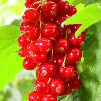 Sazenice RYBÍZ ČERVENÝ JONKHEER - Stromkový km 60cm