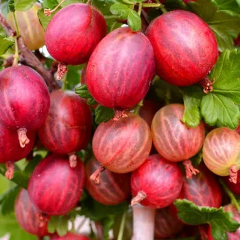 Sazenice ANGREŠT KAMENIAR® - Stromkový km 60cm