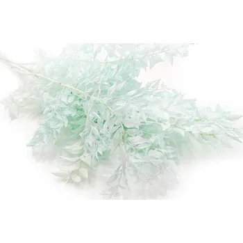 mech-mech.cz Stabilizovaný&nbsp;Ruskus (Ruscus) - Mátový