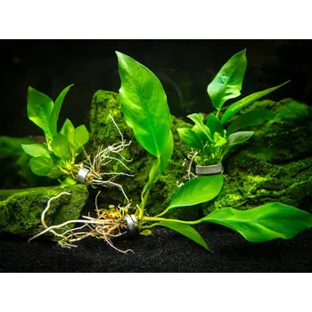 Dekorace do akvária Anubias sp. 'Nangi' (IN-VITRO kelímek Ø 7 cm)