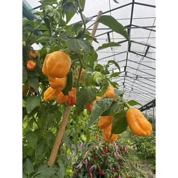 Semeno Aji Mango – chilli semínka (10 ks)
