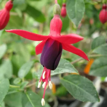 Vielliebchen Fuchsie -mrazivzdorná 932