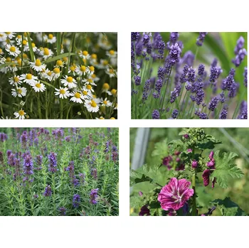 Semeno Semínka k výsevu - dárková sada Domácí lékárna