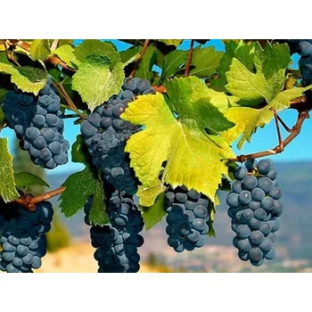 Sazenice Réva pobřežní 'Ania' Balení: kontejner C2