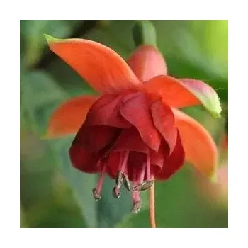 Danny Kaye Fuchsie 992