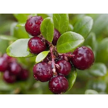 Sazenice Brusinka velkoplodá 'Early Black' Balení: kontejner RP2