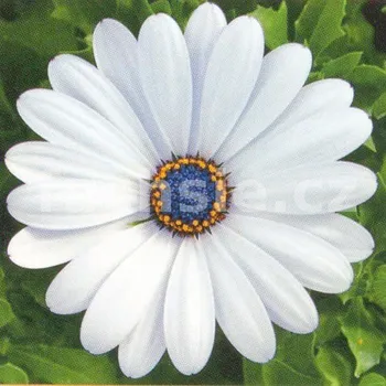 Osteospermum bílý - 093