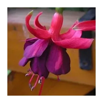 Amazing Grace Fuchsie 953