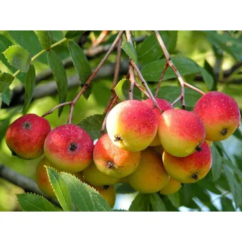 Sazenice Jeřáb oskeruše kontejner RP2