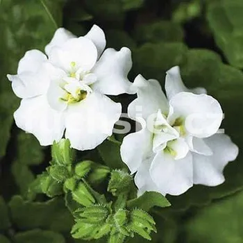 Bacopa sutera bílá - plnokvětá - 090