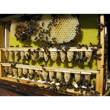 Včelí Oddělky 39x24