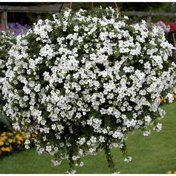 Bacopa Sutera (jednoduchá) - 090A