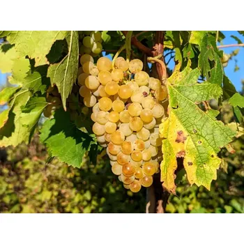 Sazenice Réva vinná 'Garant' Balení: kontejner C2