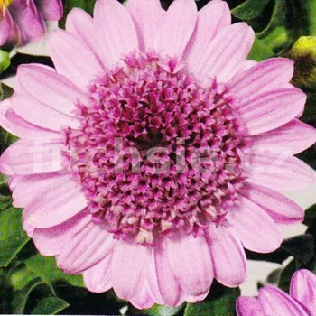 Osteospermum- růžové plnokvěté - 092P
