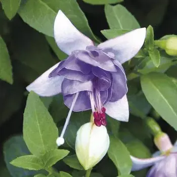 Moody Blues Fuchsie 985