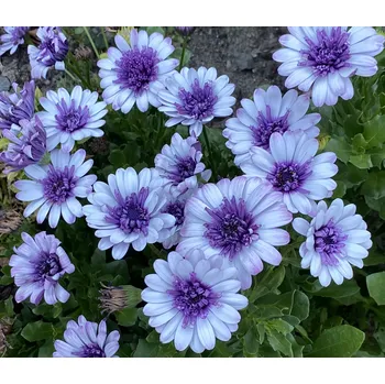 Osteospermum- bílá plná - 093P