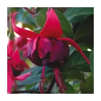 Daniel Pfaller Fuchsie 957