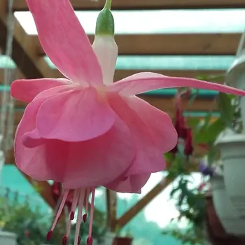 Jade Demle Fuchsie 966