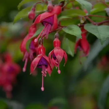 Clara Ziegel (Fuchsie) 927