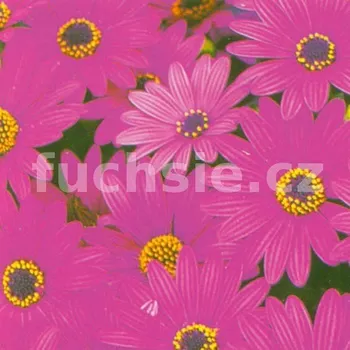 Osteospermum fialový - 094