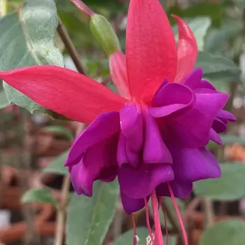 Baron de Ketteler Fuchsie 999