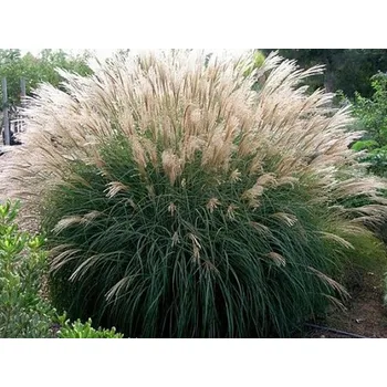 Sazenice Ozdobnice čínská 'Kleine Silberspinne' - Miscanthus sinensis 'Kleine Silberspinne' Balení: kontejner VKR2