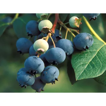 Sazenice Kanadská borůvka 'Pioneer' Balení: kontejner C2,5