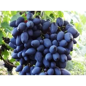 Sazenice Réva vinná 'Naděžda Azos' Balení: kontejner C2