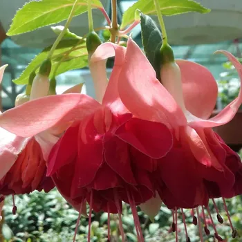 Marbeller Orange King 1085 F