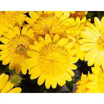 Osteospermum žluté plné - 095P