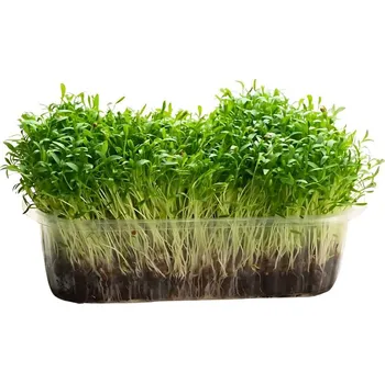 Semeno Hortus Pěstebna Koriandr na microgreens, 100 g