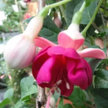 Constance Fuchsie ( Fuchsie Constance) 916