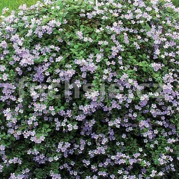 Bacopa sutera modrá - 090M