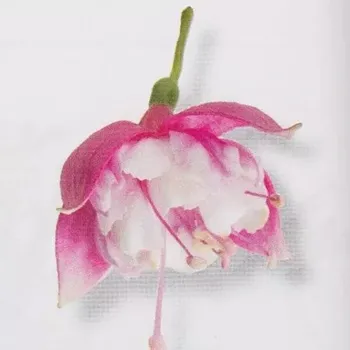 Diva Double Neon White Fuchsie 949