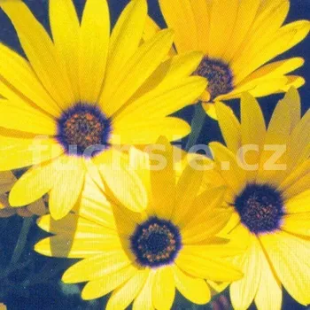 Osteospermum žlutý - 095