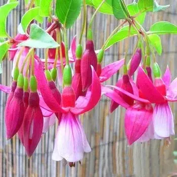 Annie M. G. Smith Fuchsie 931