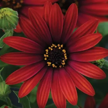 Osteospermum Bordó červené, jednoduché - 092C