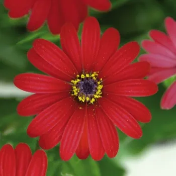 Osteospermum Červené - 093C